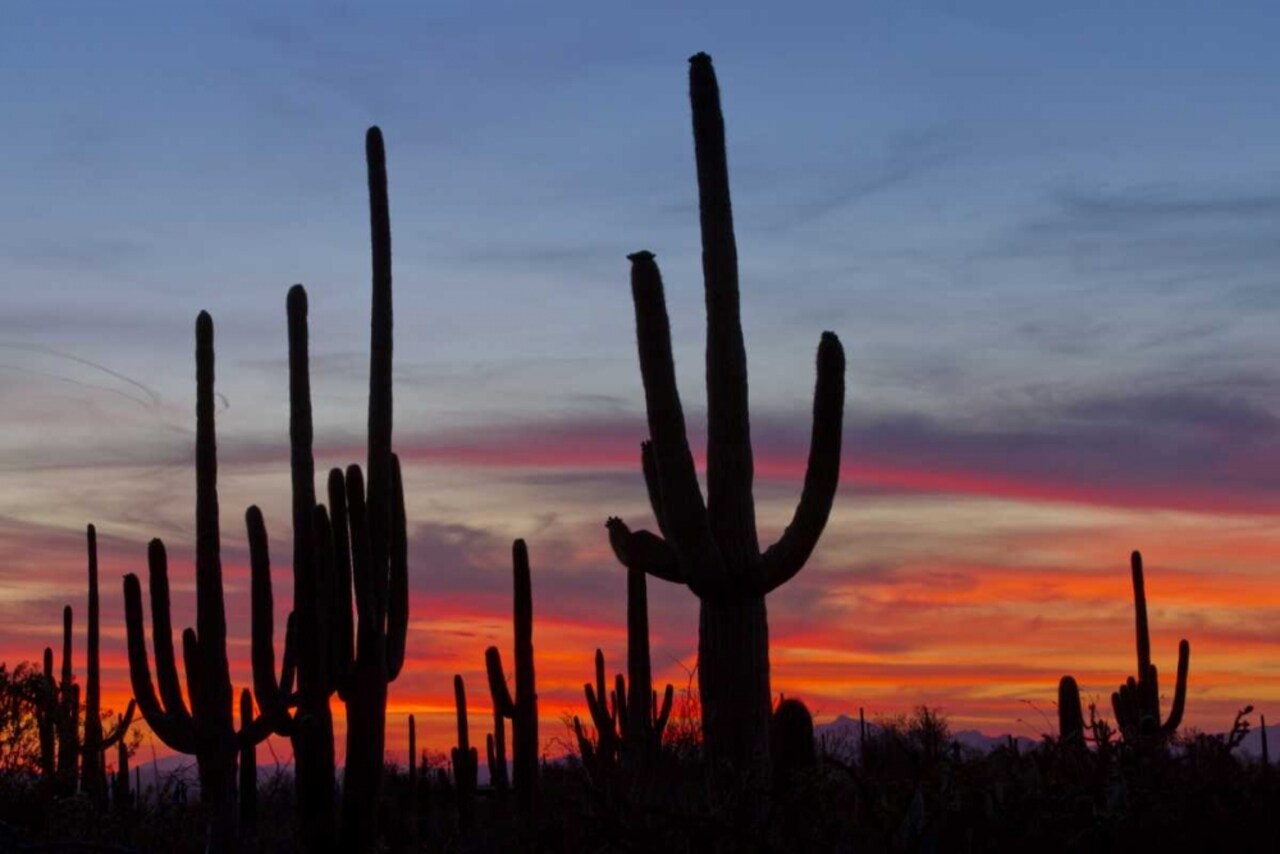 AZ, Sonoran Desert Saguaro cacti and sunset by Cathy - Gordon Illg - Item # VARPDXUS03BJY0007